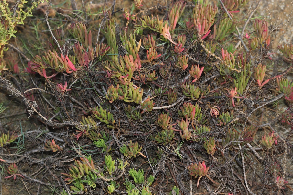 Suaeda maritima (L.) Dumort.